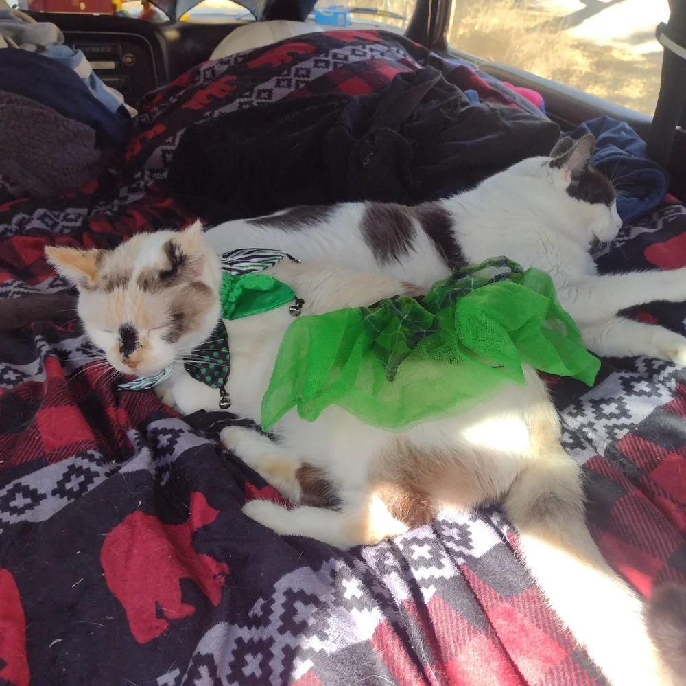Green tutu and collar